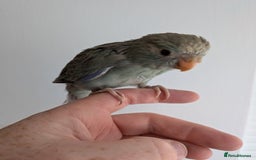 Parakeets birds for sale: Kakariki - Hand tame, ready to leave now - Image 5