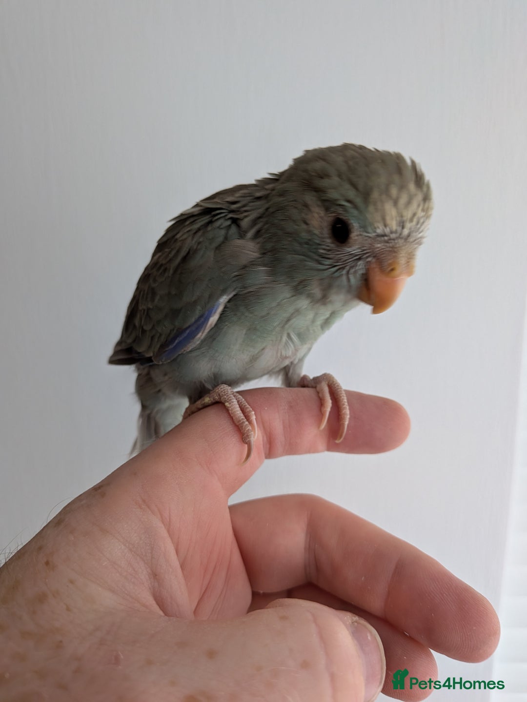 Parakeets birds for sale: Kakariki - Hand tame, ready to leave now - Image 5