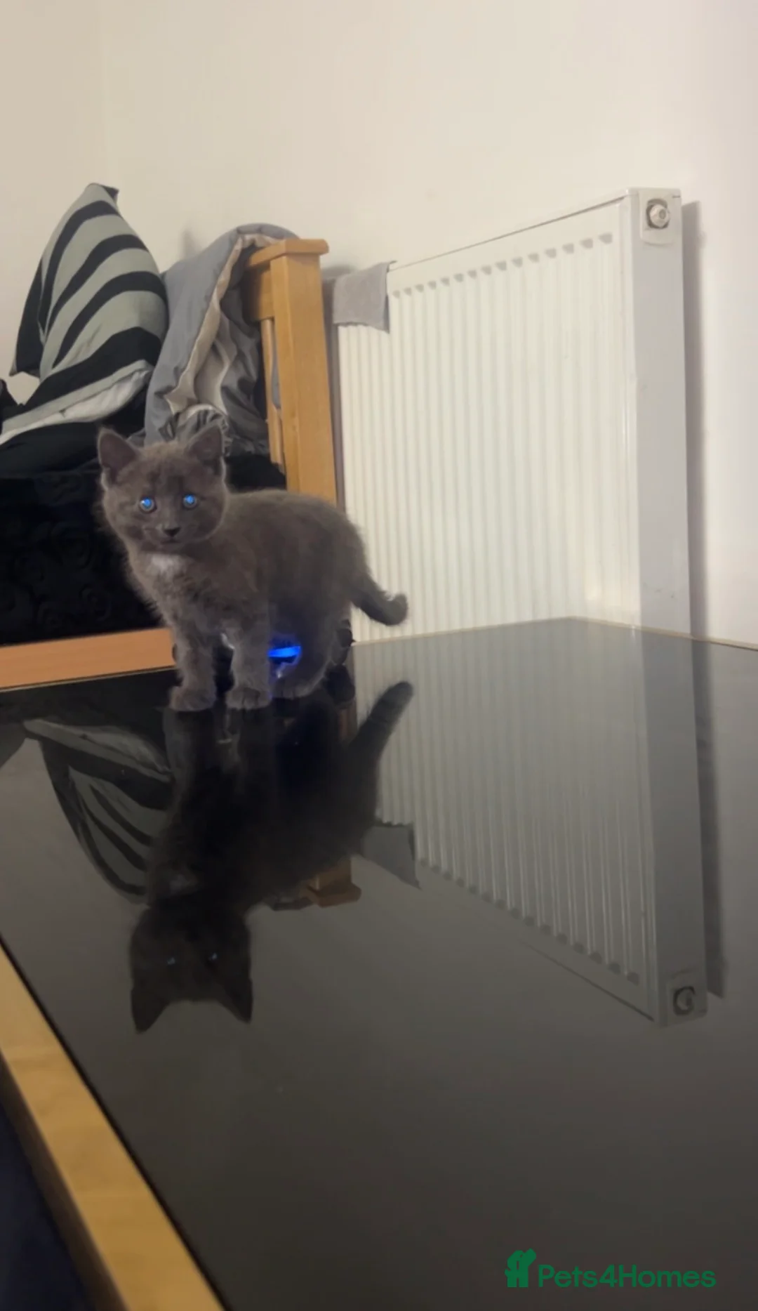 British Longhair cats for sale: Beautiful kitten  - Advert 6