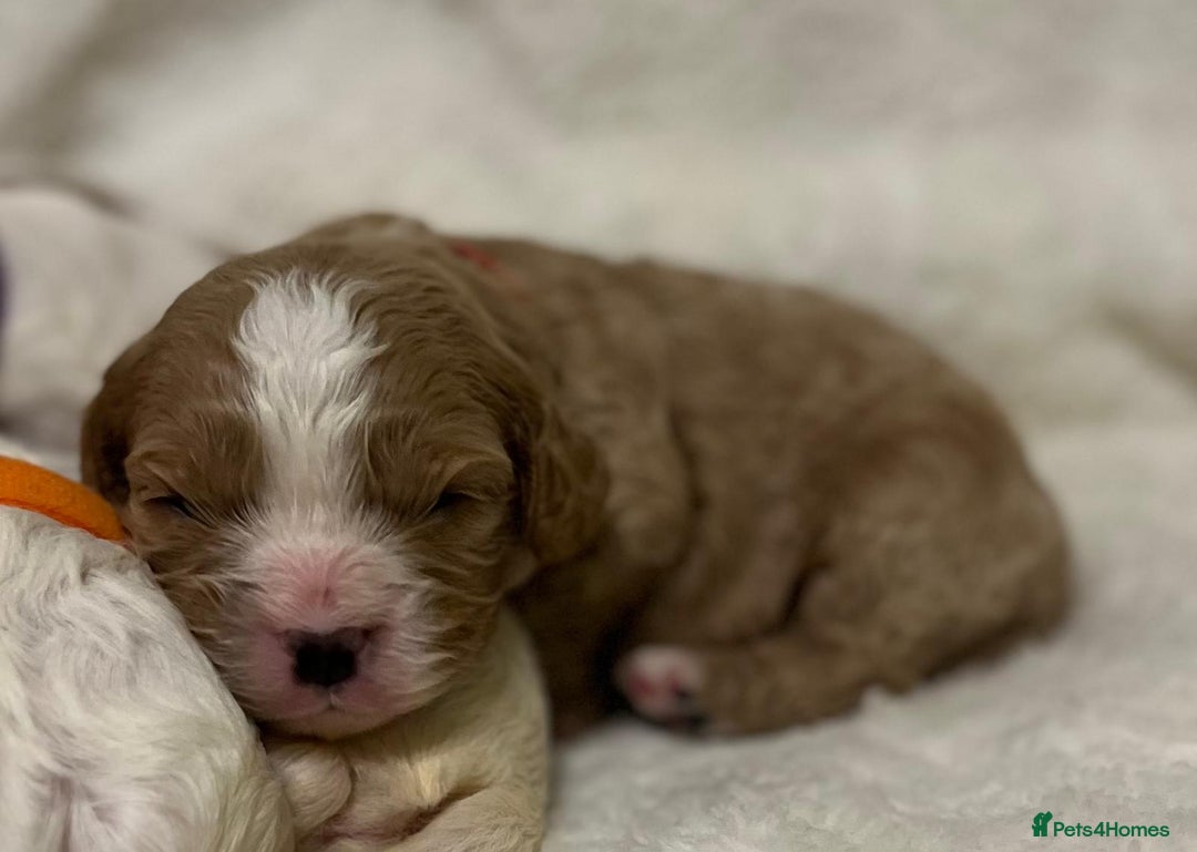 Cavapoo dogs for sale: F1B cavapoo puppies-extensively health tested - Advert 16