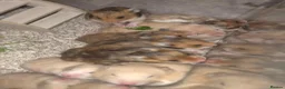 Hamster rodents for sale: Pedigree Syrian Hamster Pups - Advert 3