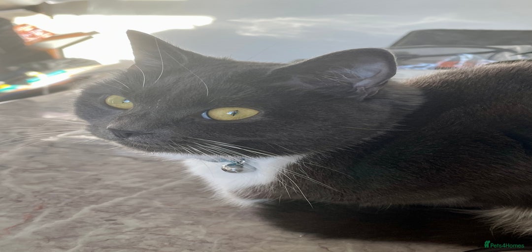 Gallery Image {{count}}