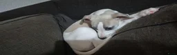 Whippet dogs for sale: Male whippet puppy available - Advert 3