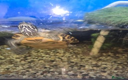Turtle reptiles for sale: 3x Yellow slider turtles - Image 18