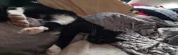 Bombay cats for sale: Tyrion (Miniature Tuxedo x Bombay) - Advert 3