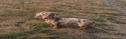 Miniature Dachshund dogs for stud: For stud only. in Grimsby - Advert 2