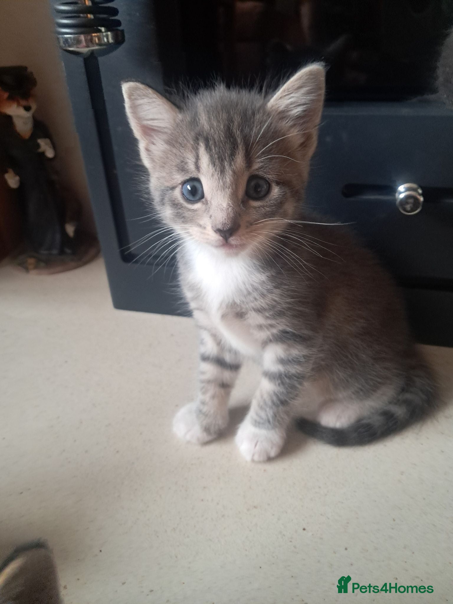 Mixed Breed cats Beautiful kittens 😸 available 27th August  - Advert 8