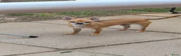 Chiweenie dogs for sale: 4 gorgeous dachund mixed with chihuahua  in Newcastle - Advert 9