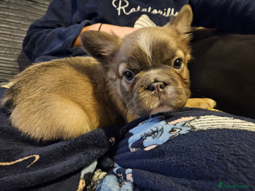 French Bulldog dogs for sale: KC French bulldogs READY FOR THEIR FOREVER HOME 💙 - Advert 10