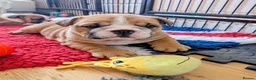 English Bulldog dogs for sale: Traditional Bulldog Puppies Worth Waiting For - Advert 3