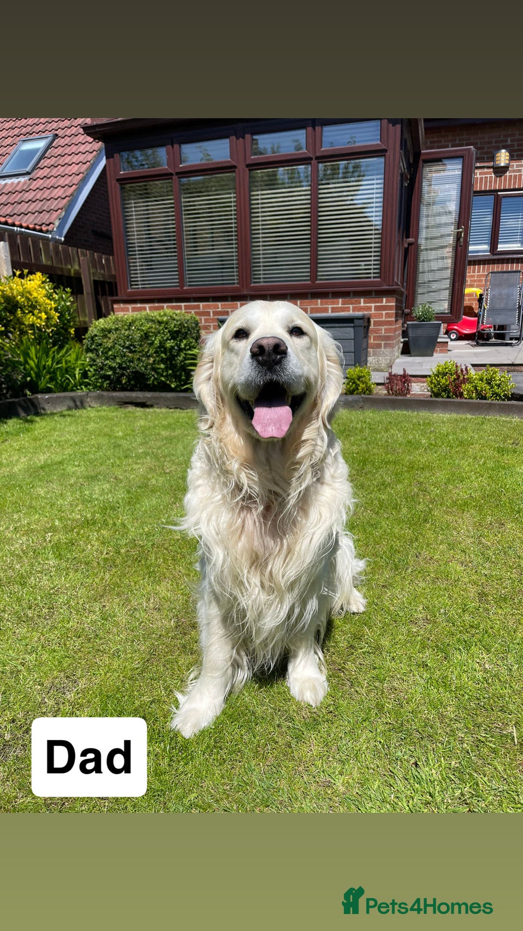 Golden Retriever dogs for sale: Beautiful kc reg cream golden retriever puppies - Advert 6