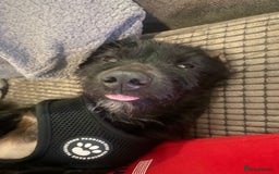Mixed Breed dogs for adoption: 💙🐶 BUDDY 🐶💙 - Image 11