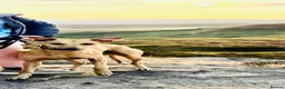 Lurcher dogs for stud: Grey hound /  cross whippet  - Advert 3