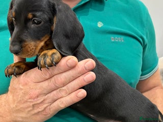 Dachshund dogs Gorgeous smooth hair black and tan dachshund girl - Advert 3