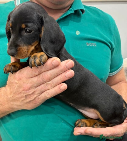 Dachshund dogs Gorgeous smooth hair black and tan dachshund girl - Advert 1