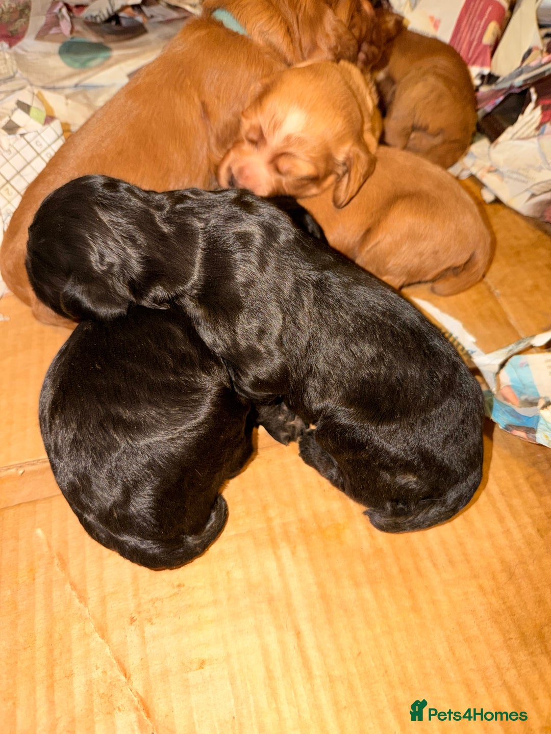 Cocker Spaniel dogs for sale: Working cocker spaniels  - Advert 6