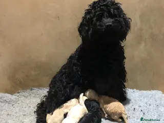 Cockapoo dogs Gorgeous litter of Cockerpoos - Advert 2