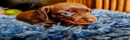 Miniature Dachshund dogs for sale: Beautiful Smooth-Haired Mini Dachshund - Advert 3