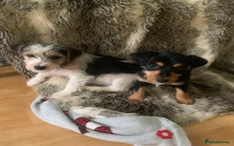 Jack Russell dogs for sale: 2 GORGEOUS JACK RUSSELL PUPPIES READY 4EVER HOME - Advert 1