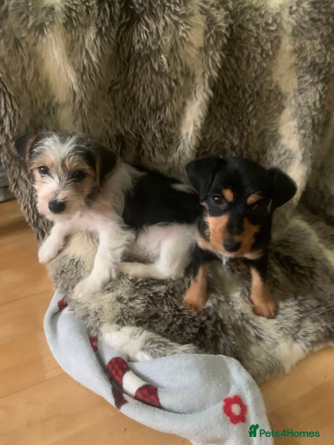 Jack Russell dogs for sale: 2 GORGEOUS JACK RUSSELL PUPPIES READY 4EVER HOME - Advert 1