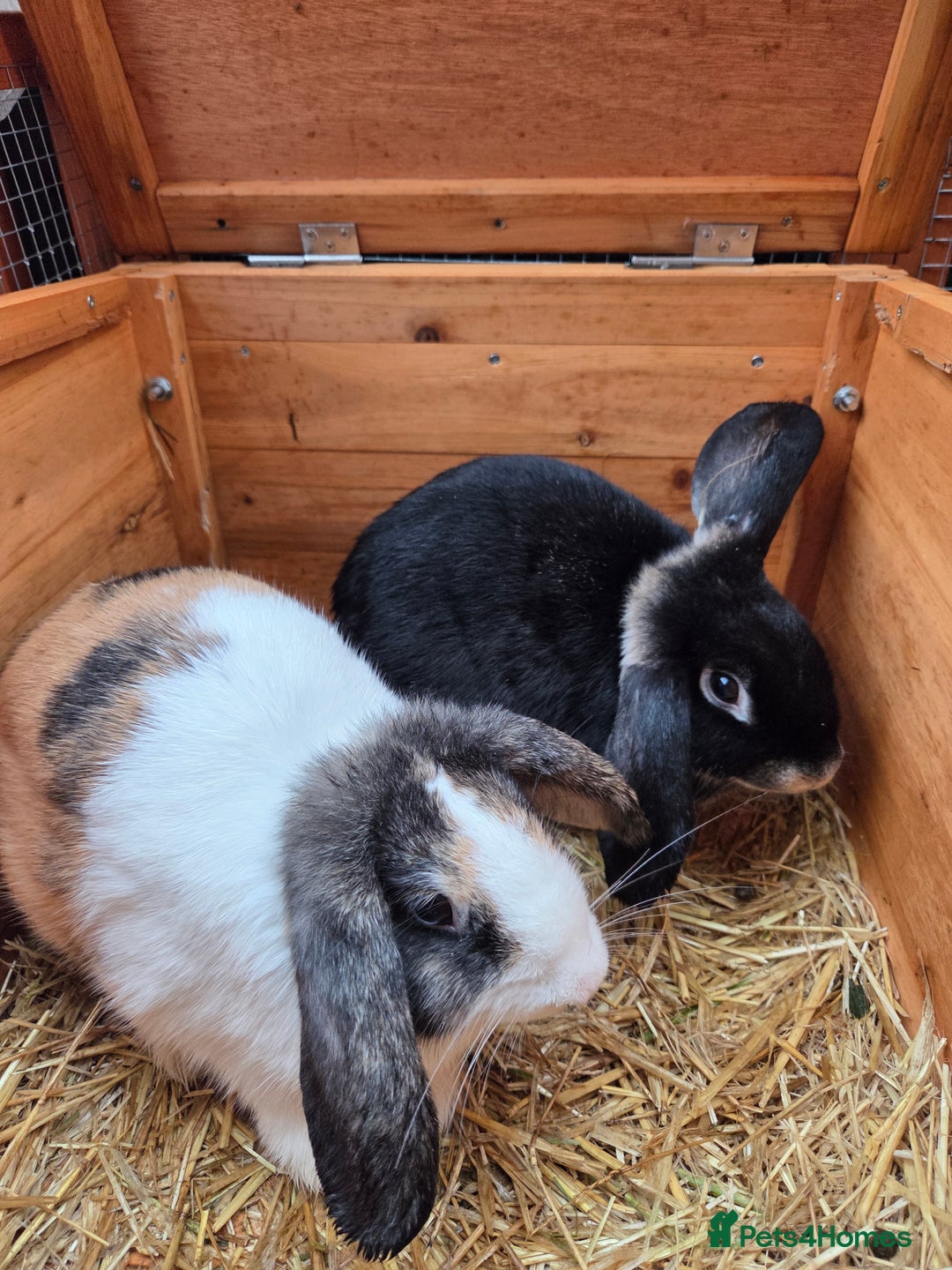 Mini Lop rabbits for sale: VACCINATED bonded female rabbits - Advert 1