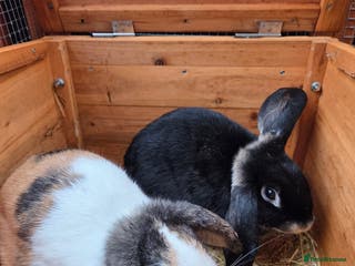 Mini Lop rabbits VACCINATED bonded female rabbits - Advert 16