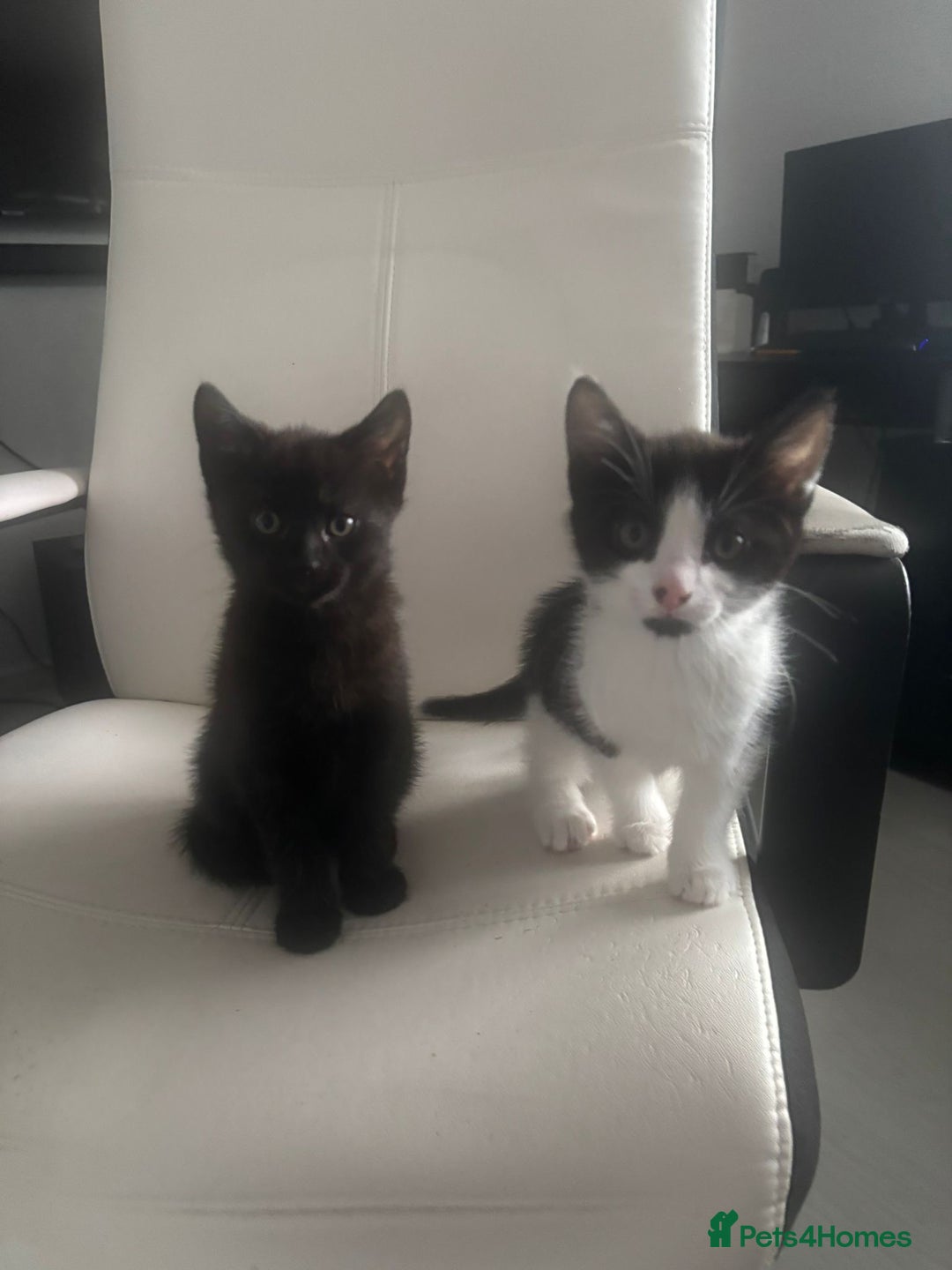 Mixed Breed cats for sale: Two Adorable Male Kittens 🥰😍 - Image 2