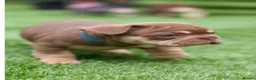 French Bulldog dogs for sale: French Bulldog puppies  - Advert 5