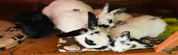 Netherland Dwarf rabbits for sale: Netherlands dwarf bunnies - Advert 13