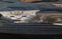Toyger cats for sale: Toyger polydactyl girl  - Image 1