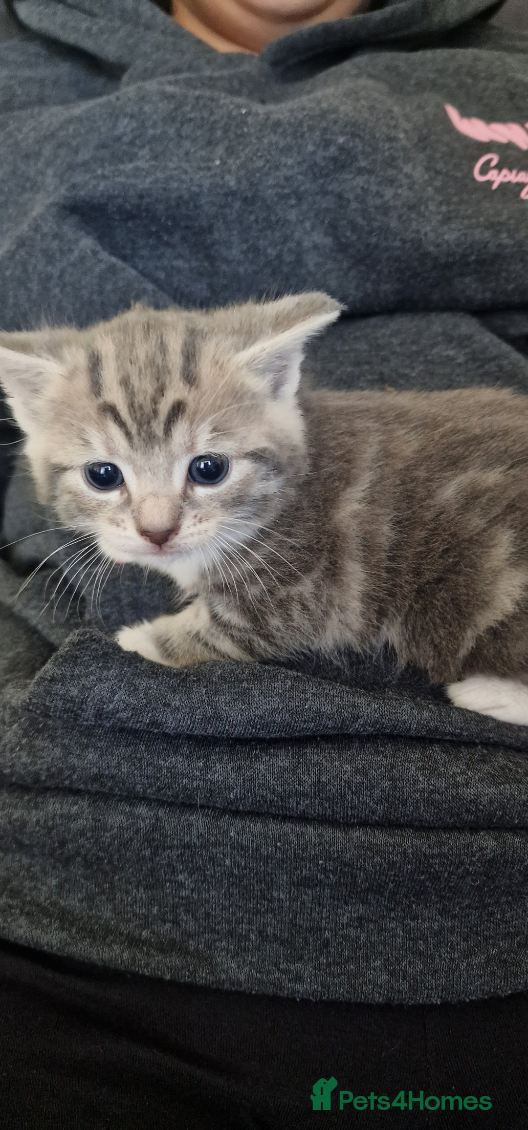Toyger cats for sale: Toyger polydactyl girl  - Image 1