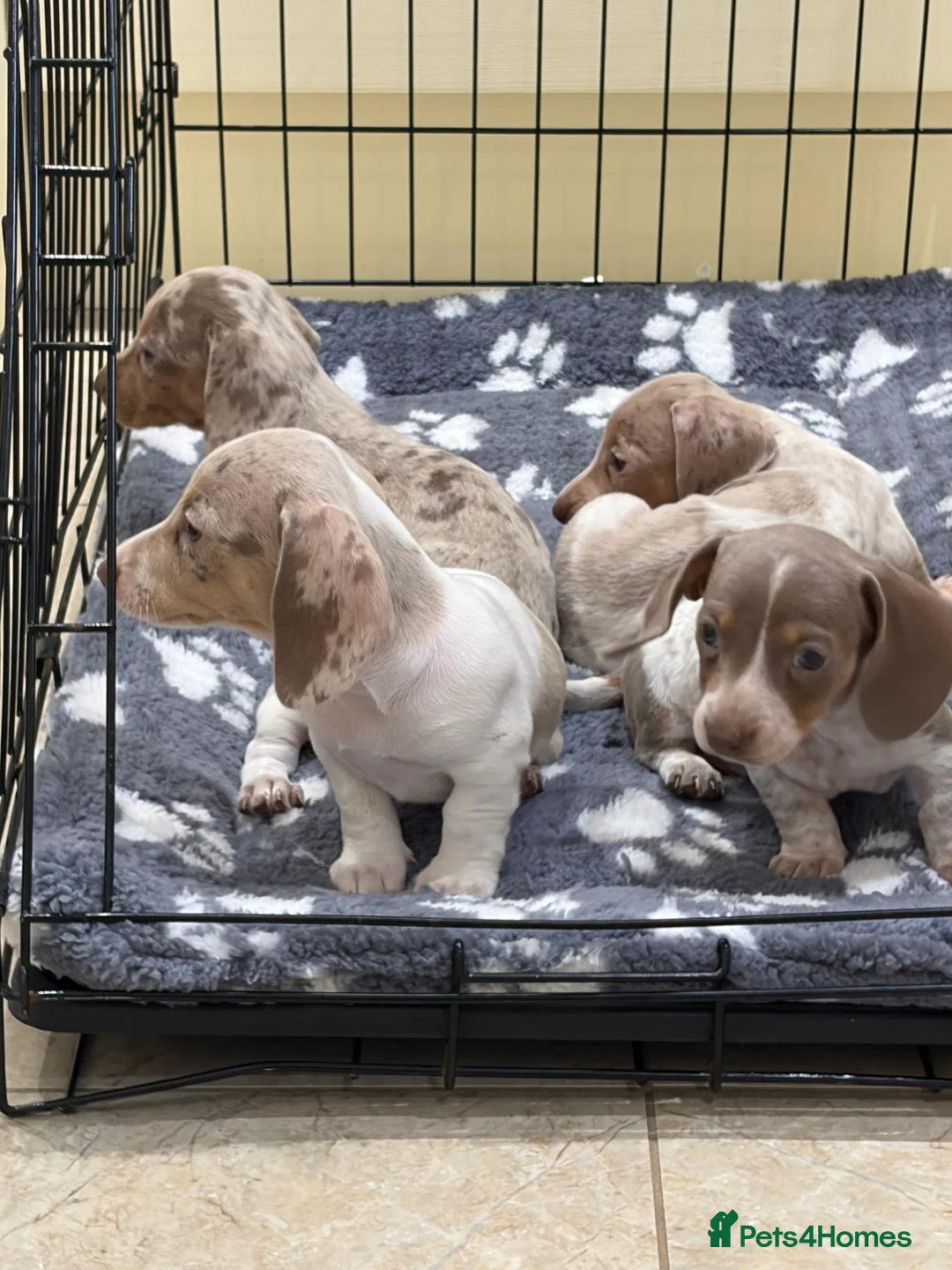 Miniature Dachshund dogs for sale: Miniature dachshund puppies for sale  - Advert 17