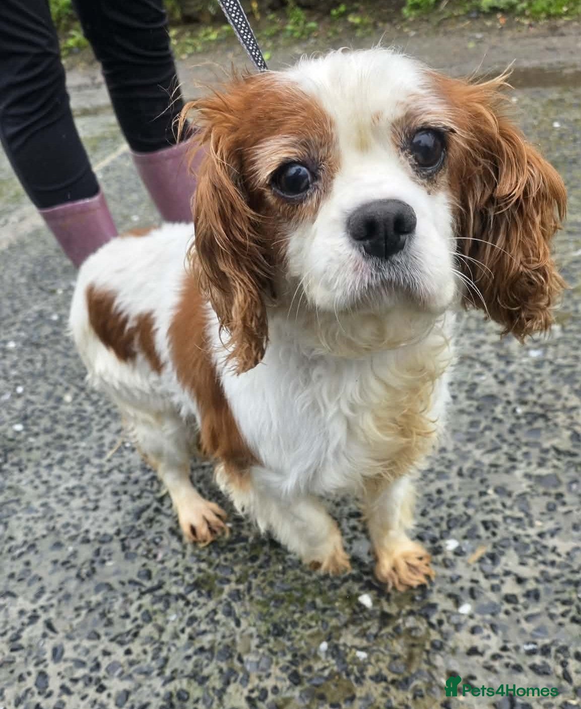 Cavalier King Charles Spaniel dogs MAX 10yr old Cavalier King Charles - Advert 3