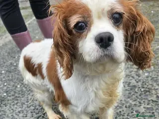 Cavalier King Charles Spaniel dogs MAX 10yr old Cavalier King Charles - Advert 3