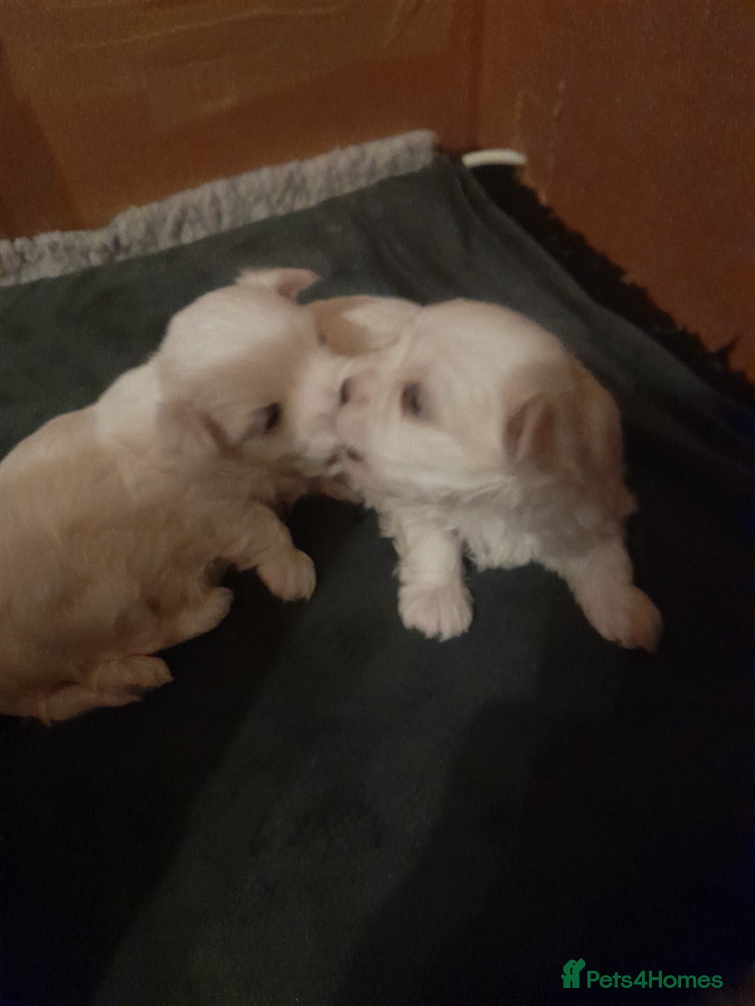 Maltese dogs for sale: 2 stunning male Maltese puppies - Advert 4