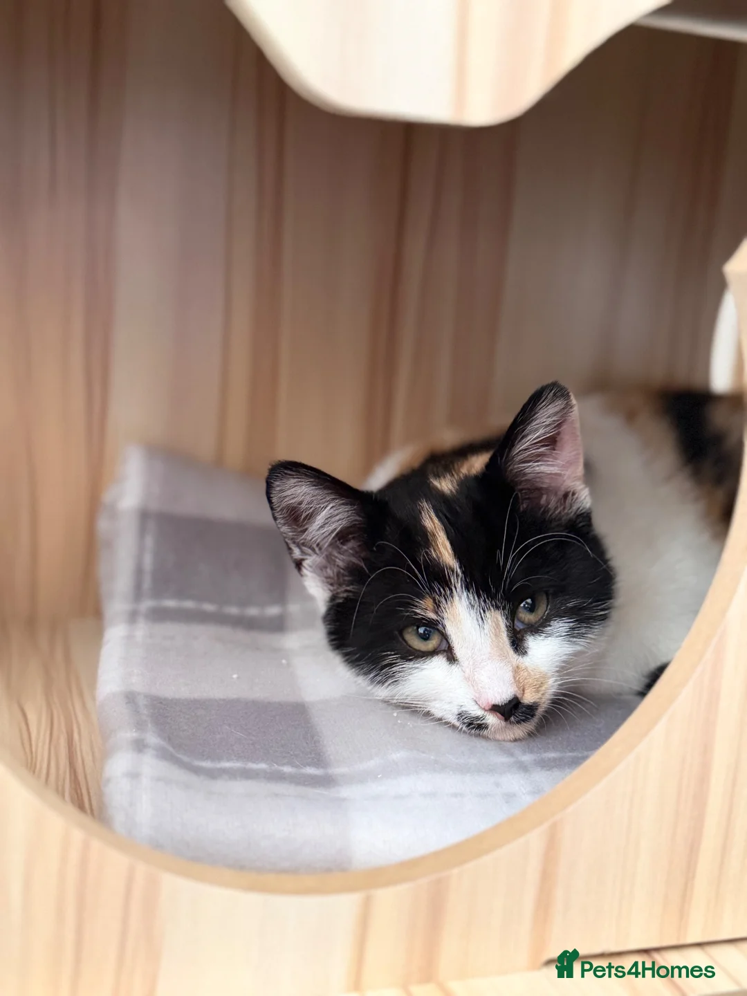 Mixed Breed cats for sale: Patsy & Pearl  - Advert 10