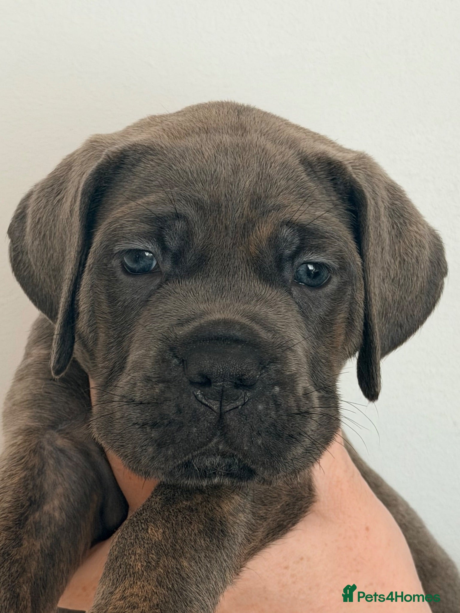 Cane Corso dogs Exceptional pedigree puppies- 3 females - Advert 2