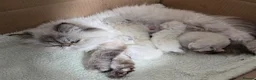 Persian cats for sale: ✨ Stunning Persian Kittens – 1 Girl & 2 Boys ✨ - Advert 11