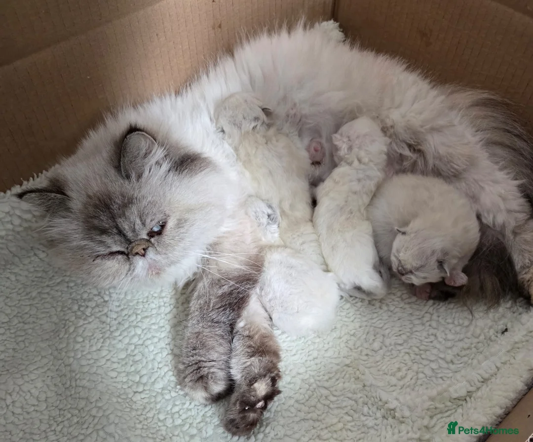 Persian cats for sale: ✨ Stunning Persian Kittens – 1 Girl & 2 Boys ✨ - Advert 11