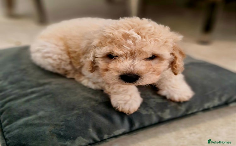 Mixed Breed dogs - Advert 1