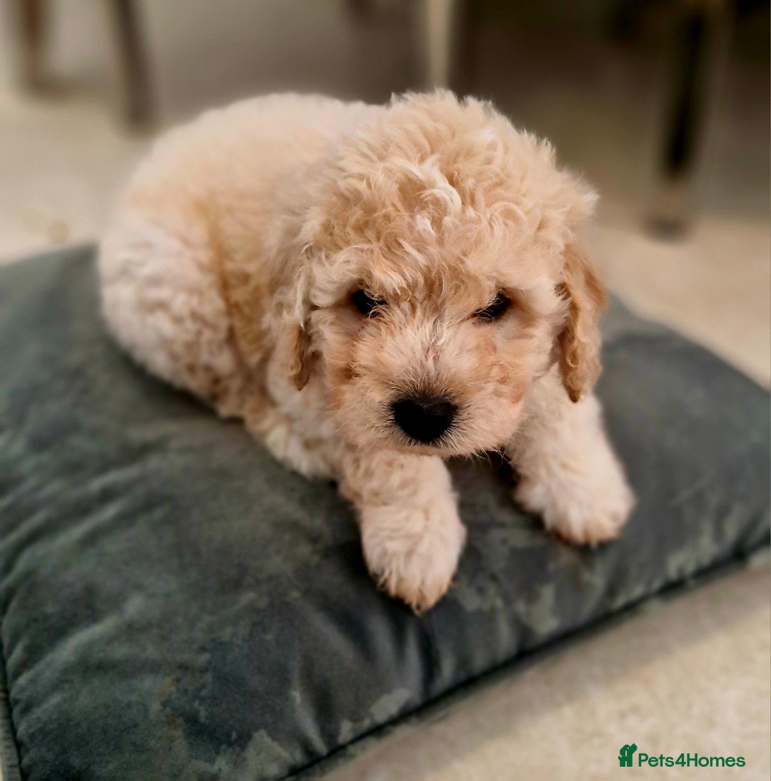 Mixed Breed dogs for sale: Maltipoo puppies All sold.  - Image 4
