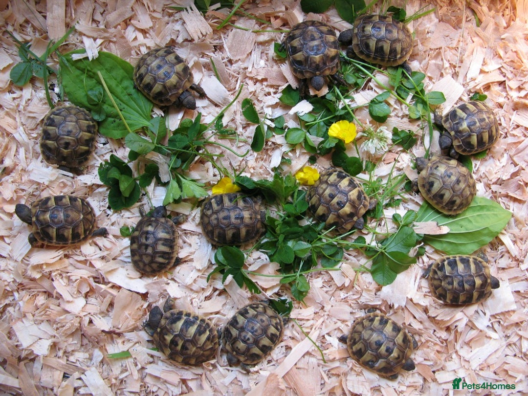 Hermann Tortoise reptiles for sale: Baby Hermann & Spur-thigh Tortoises for sale - Advert 8