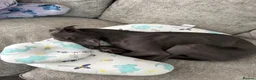 Mixed Breed dogs for sale: Italian greyhound  - Advert 9