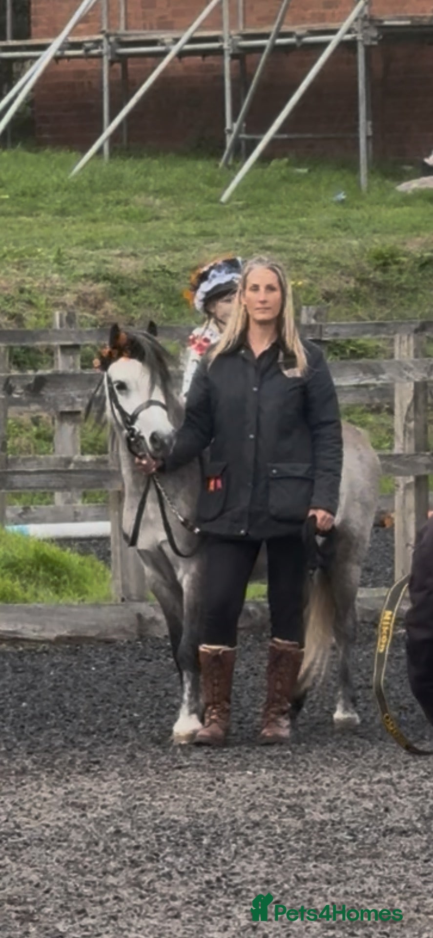 Welsh Section A horses Registered Welsh Section A Gelding - Advert 23