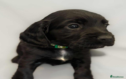 Cocker Spaniel dogs for sale: Cocker spaniel pups KC REG & COUNCIL LICENSED  - Image 8