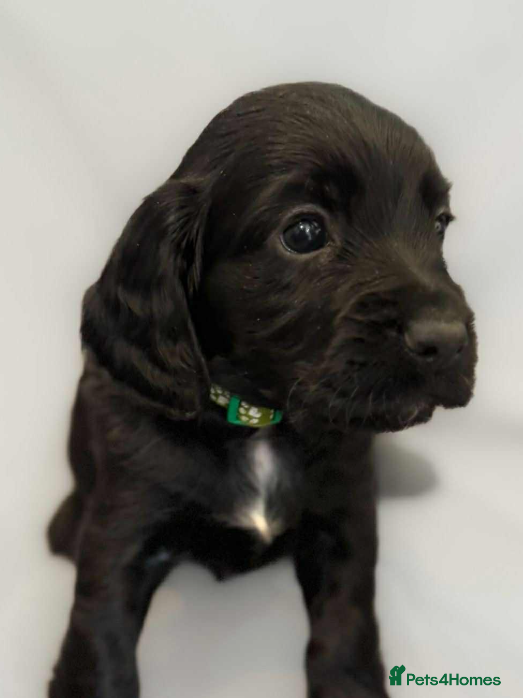 Cocker Spaniel dogs for sale: Cocker spaniel pups KC REG & COUNCIL LICENSED  - Image 8