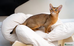 Abyssinian cats for sale: One of the Kind Abyssinian Girl-Champions Pedigree - Image 19