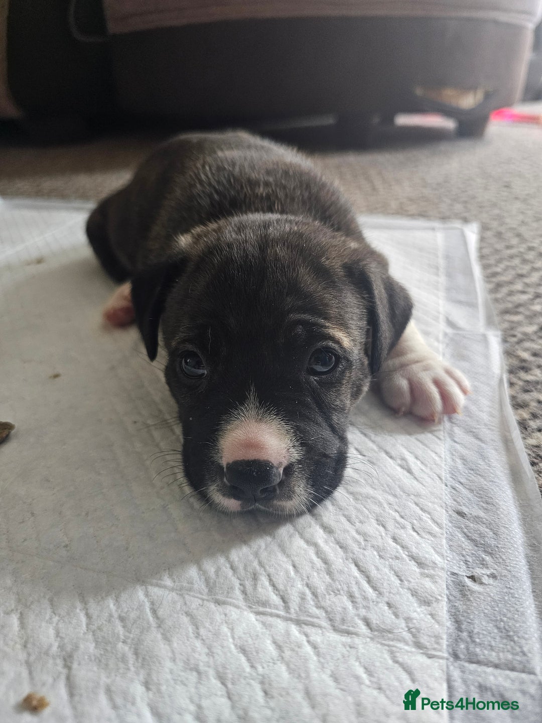 Mixed Breed dogs for sale: Staff x mastiff puppies 4 boy 3 girls - Image 1
