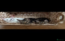 Bengal cats for sale: Stunning half Bengal litter - Image 7