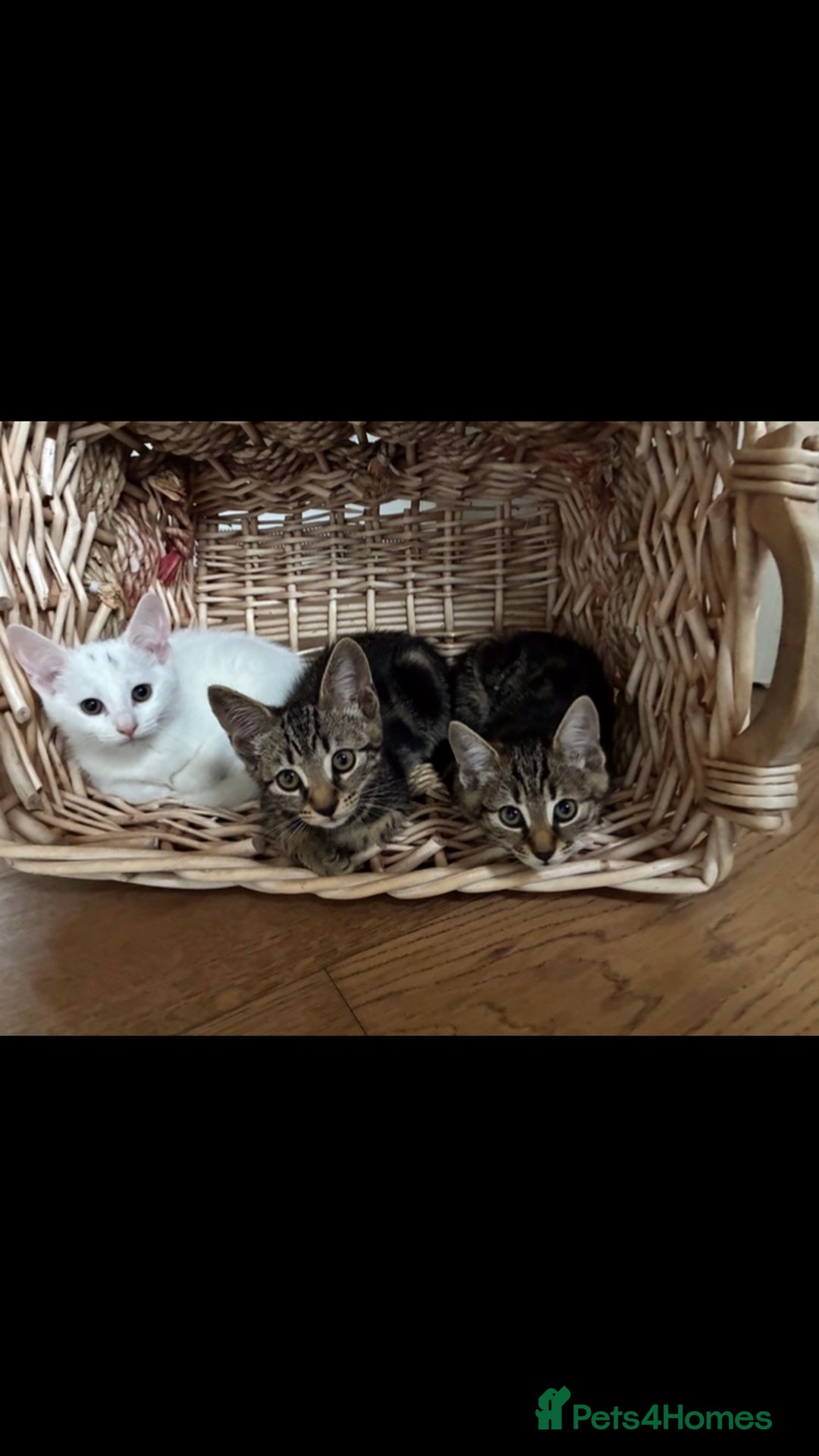 Bengal cats for sale: Stunning half Bengal litter - Image 7